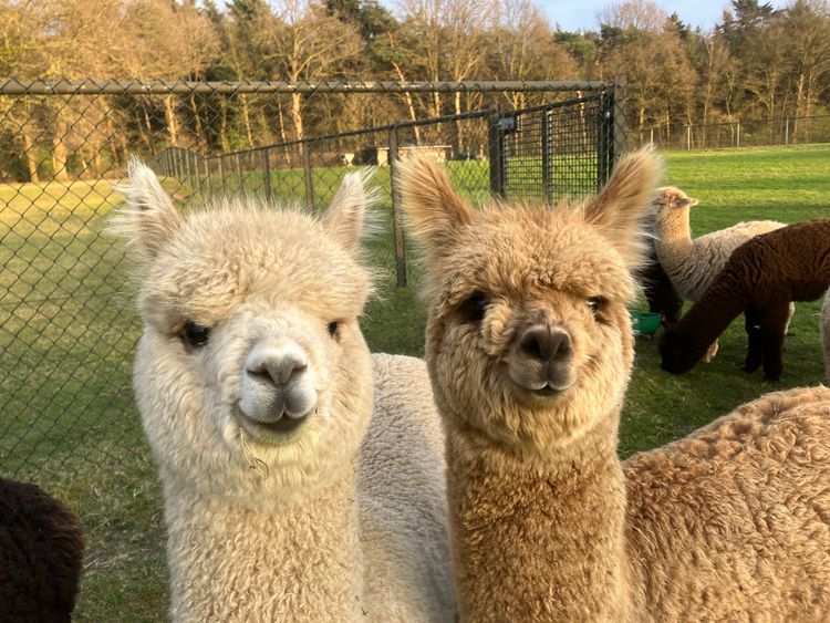 Alpaca's,  Meet en Greet Arrangement