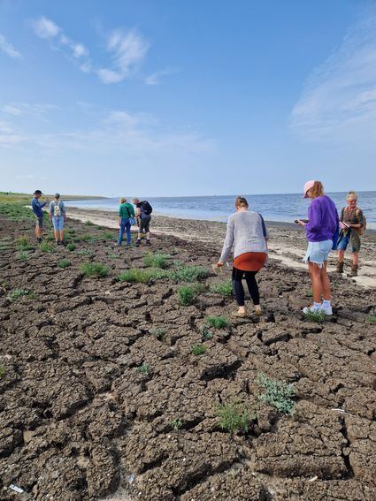 zeekool op de waddendijk