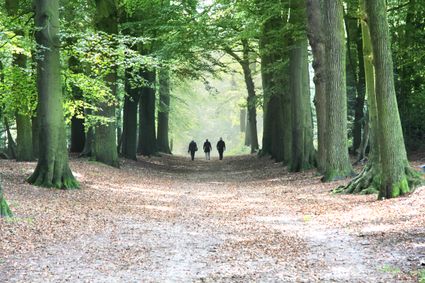 Wandelaars in het Rijsterbos.