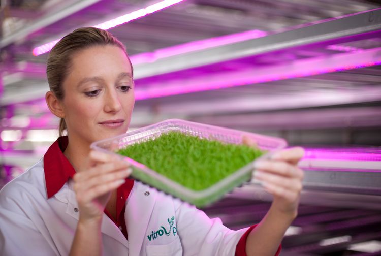 Op-Schouwen-Duiveland-Vitro-Plus-Vrouwelijke-Medewerker-Bekijkt-Varens-In-Lab