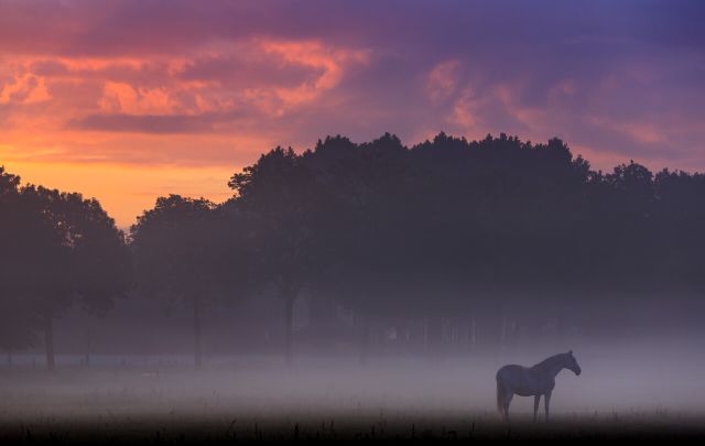 Een paard bij zonsondergang in De Maashorst met mist.