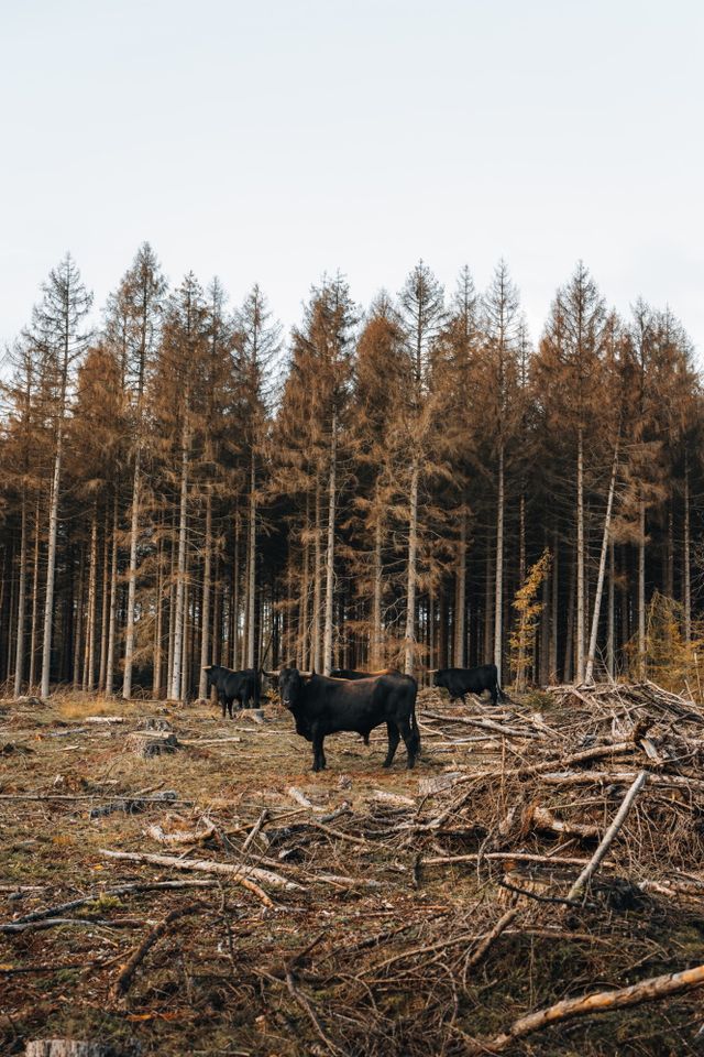Sayaquesa runderen lopen door een voor een bos met naaldbomen in de herfst.
