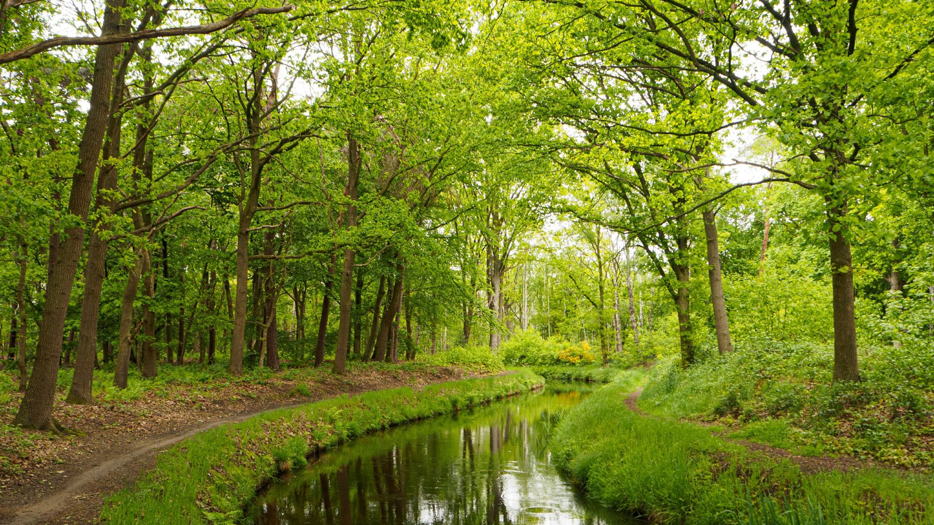 Liessel forest