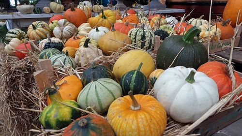 Pompoenen in de herfst. Ga op bezoek bij Pompoenboerderij Bregman in Noord-Holland.