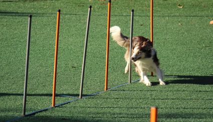 Hond is bezig met een slalom