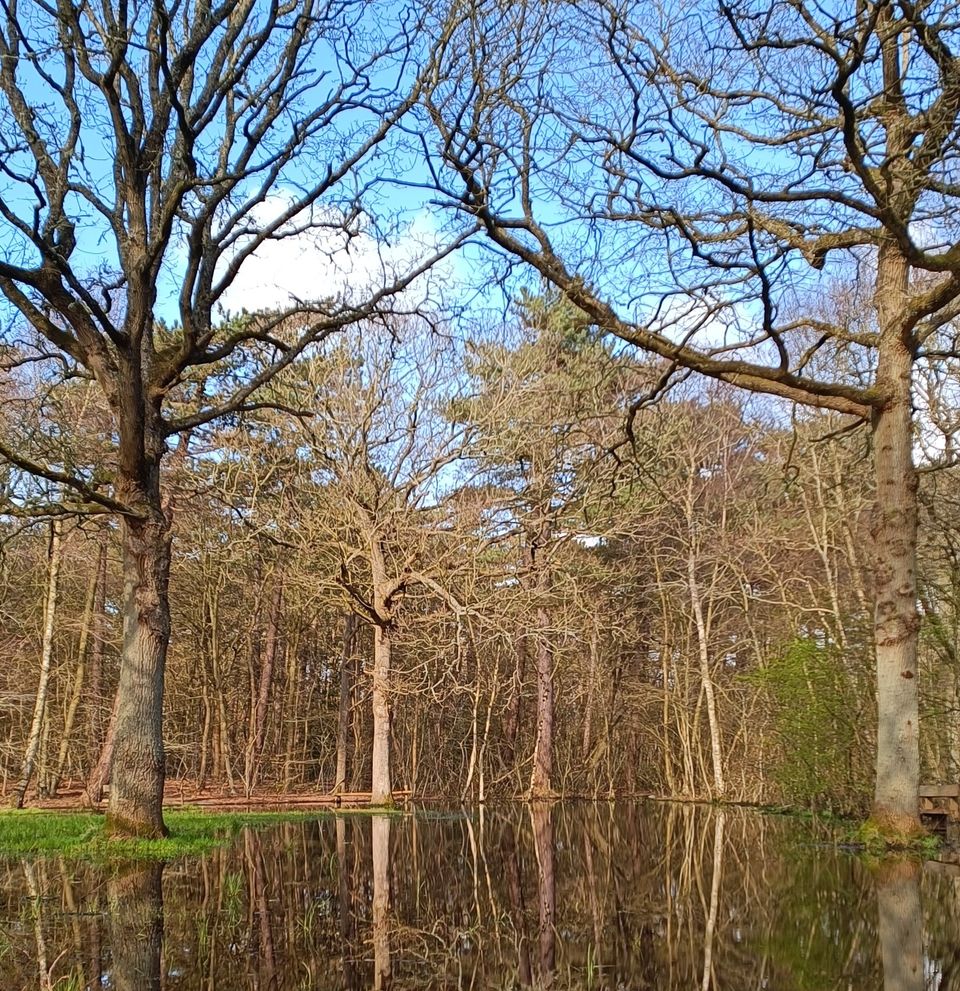 Bos Vlieland onderwater (klein)