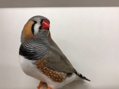 zebravink