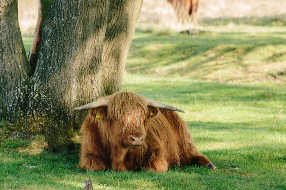 Een Schotse Hooglander ligt in het gras onder een boom.
