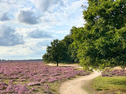 Uitzicht met heide, bos en een kronkelend fietspad.