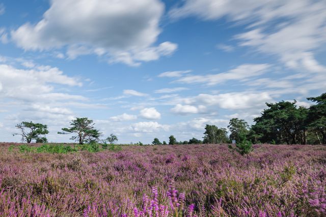 Strabrechtse Heide