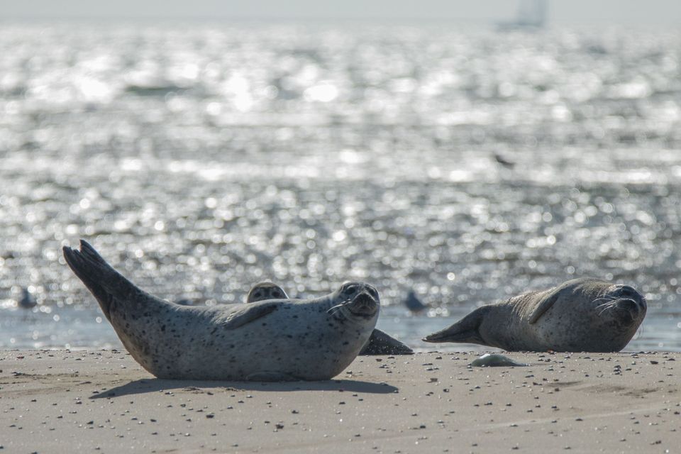 3 zeehonden op de richel vlieland