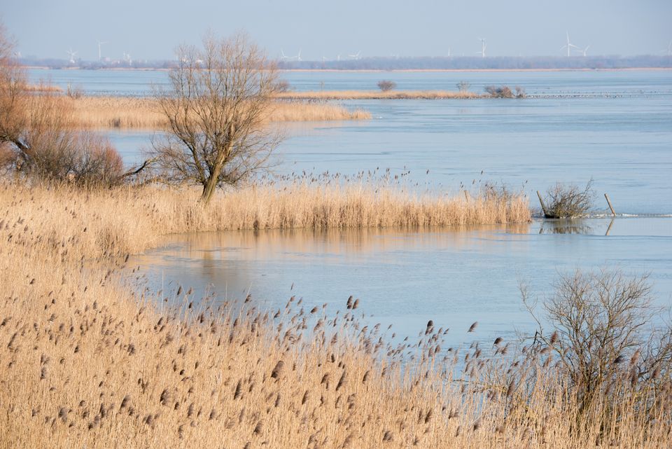 NPNL Oostvaardersplassen riet en water winter