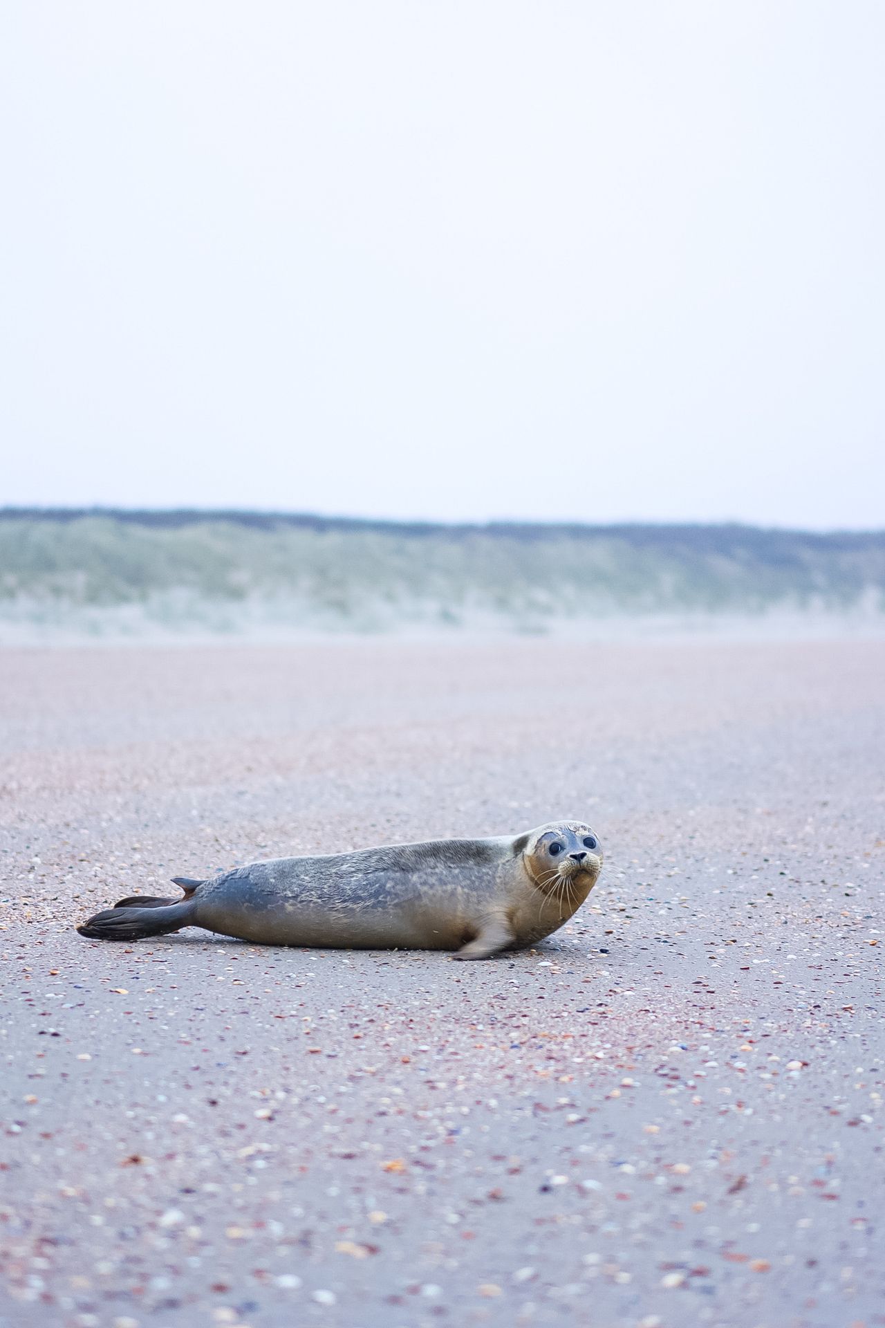 Zeehond vrijlaten met A Seal op Goeree-Overflakkee