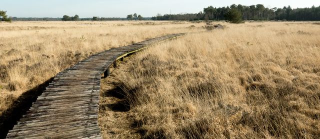 Houten knuppelbrug tijdens de witvenroute door een uitgestrekt, droog grasland, met bomen aan de horizon.