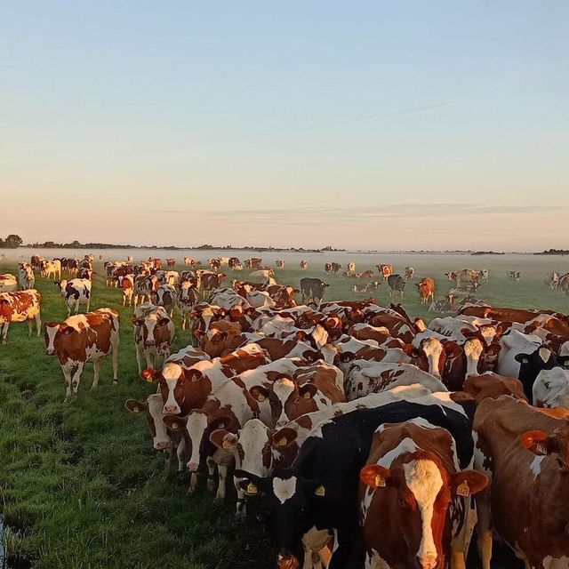 Agrarisch weidelandschap bij Boer Bert in Woerden, Groene Hart, grote kudde roodbonte en zwartbonte koeien in een groene polderweide tijdens een mistige zonsopkomst.