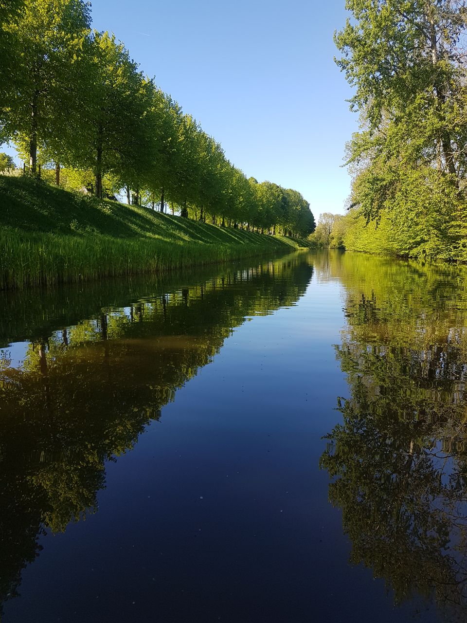 groene bomen langs het water