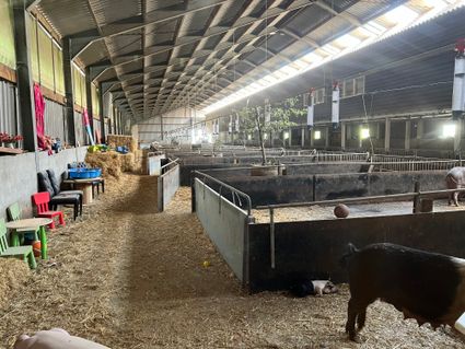 Lernen Sie die Schweine von PorcusCampus kennen