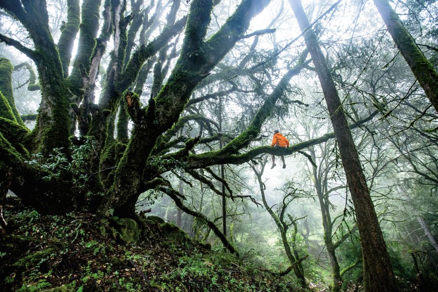 Forest Bathing Shinrin Yoku Nederland