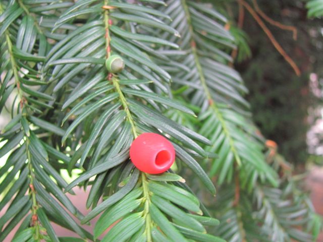 De vrucht van een Ierse Taxus