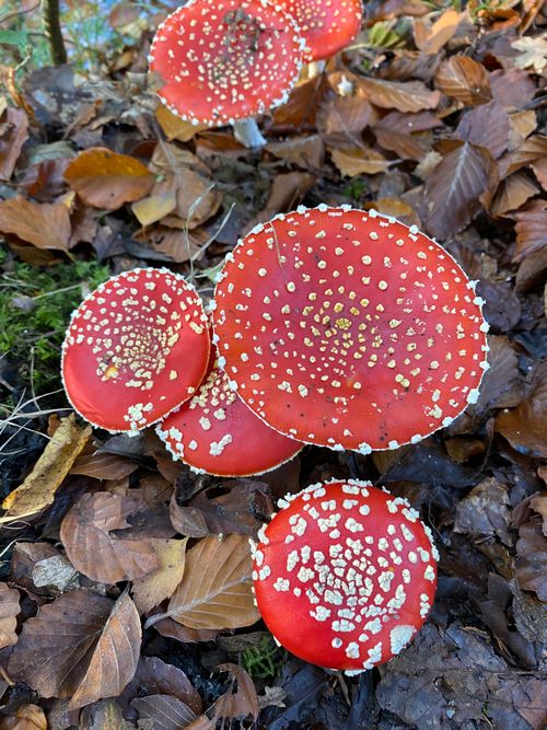 Rood-witte paddenstoel