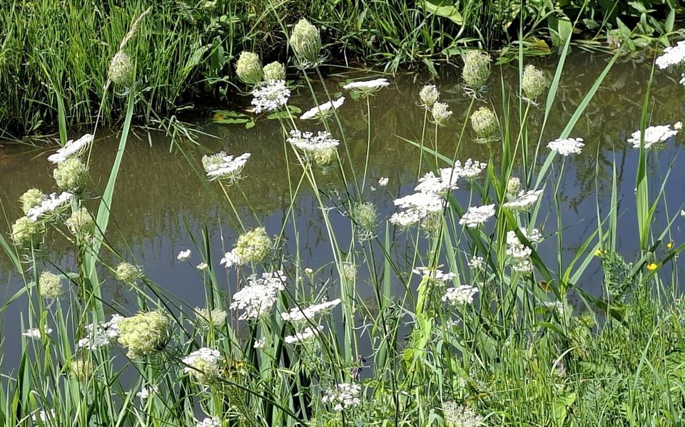 Lecture: Wild plants