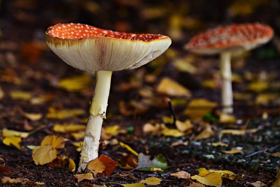 Paddenstoelenexcursie Natuurtuin Goffert