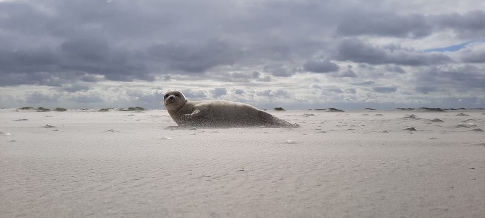 Het wad langs de Westereems