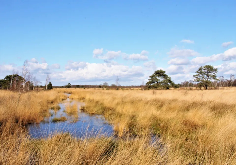 Wijds uitzicht over de drassige Peel