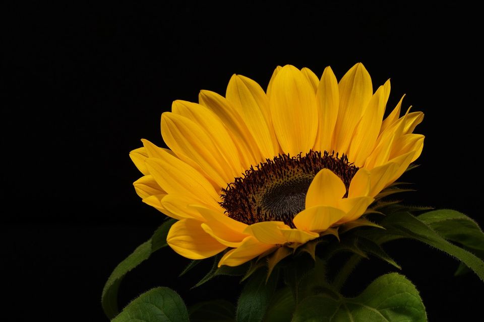 Close up zonnebloem met zwarte achtergrond