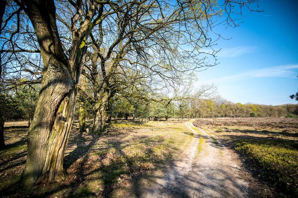 Deelerwoud - BezoekEde