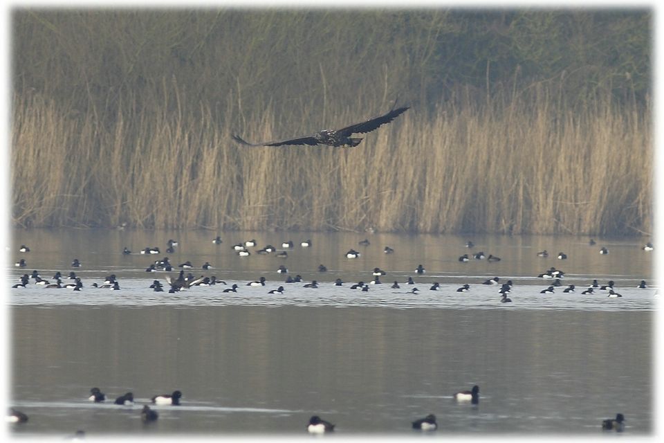 Een vliegende zeearend boven water met eenden in Flevoland