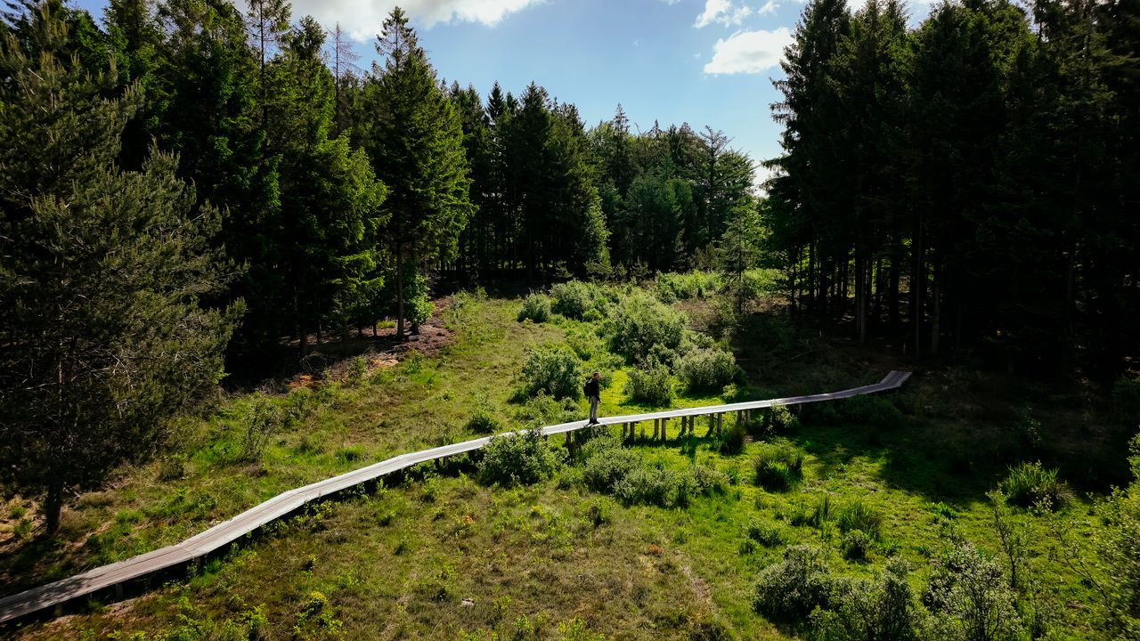 Een man wandelt over een plankenpad over een open veld in het bos.