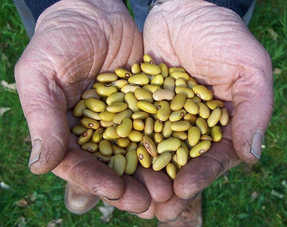Boontjes