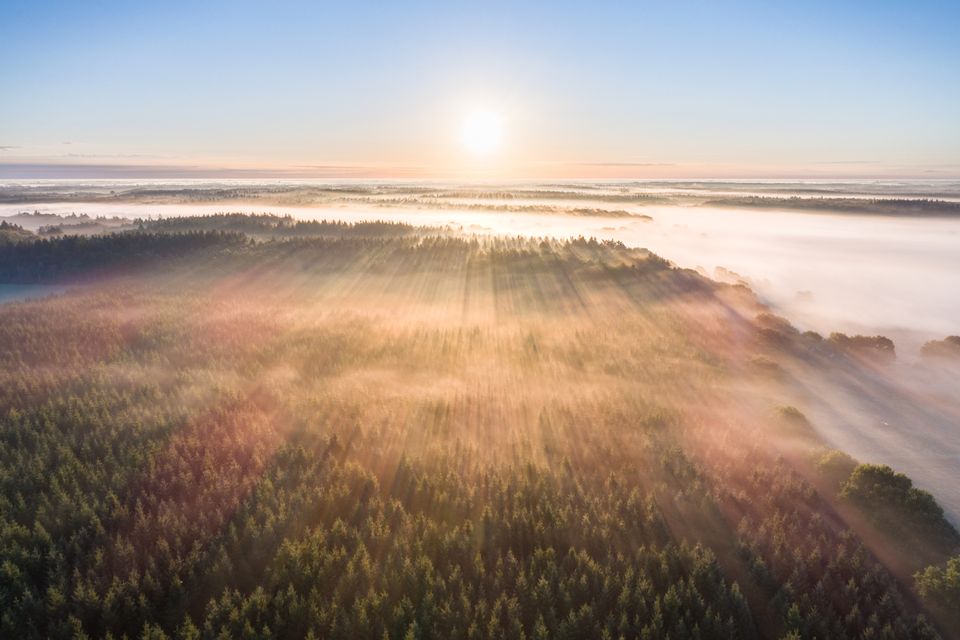 Drone shot in de ochtendmist boven een bos in Drenthe.