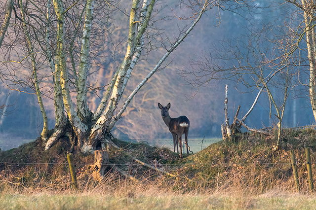 Andre Brasse ree in Drenthe Mensingebos