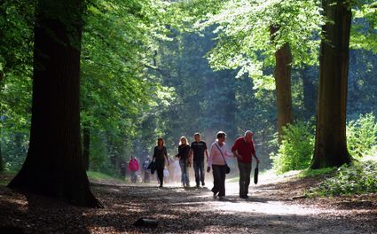 Wandelaars in het Rijsterbos