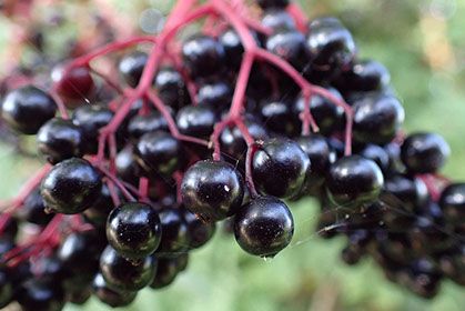 Nahaufnahme von Blaubeeren.