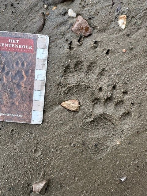 Foto van een dierspoor met een kaartje erbij om te kunnen kijken wat voor afdruk het is.