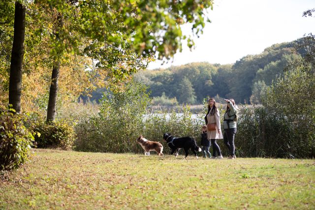 Wandelen met de hond op een recreatiegebied