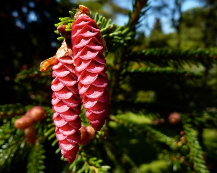 Oosterse Spar- Picea orientalis