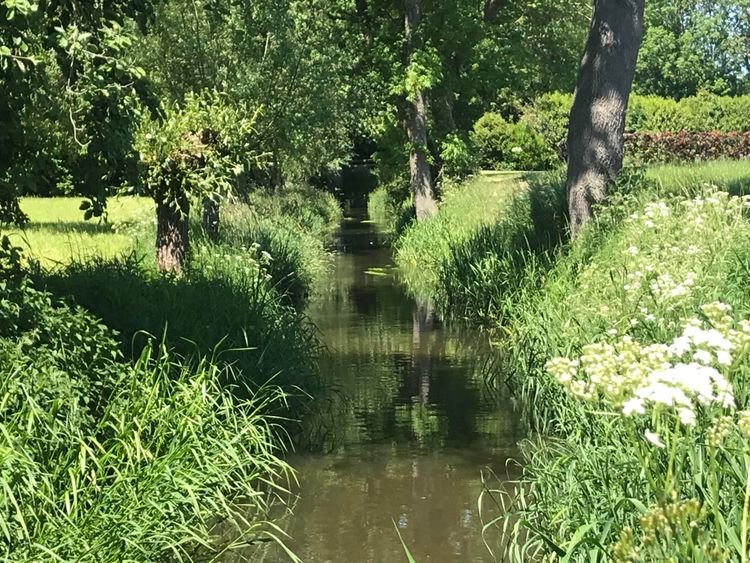 Beekje in het groen
