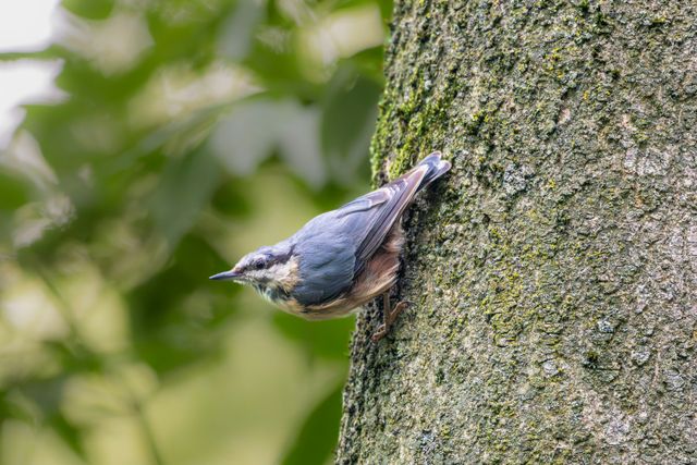 Een boomklevertje zit op een boomstam