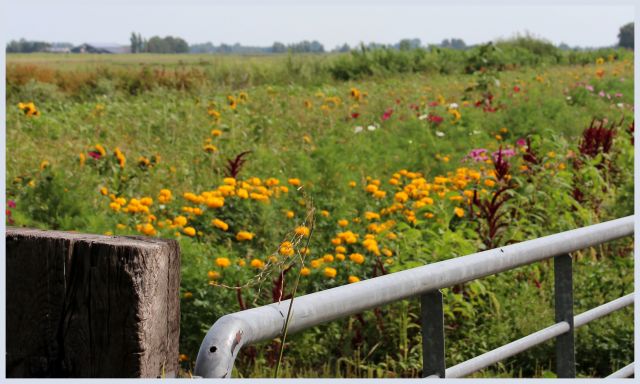 Een veld vol gekleurde bloemen bij Kwekerij De Bascule.