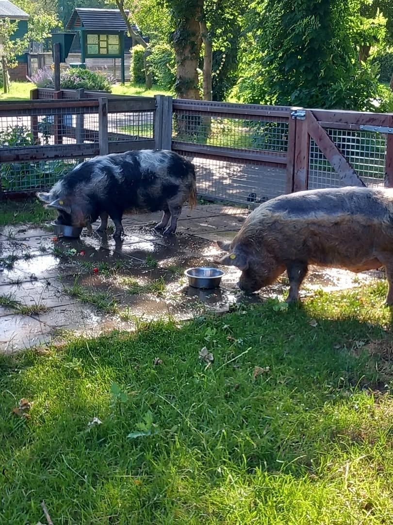 Varkens in de zustertuin