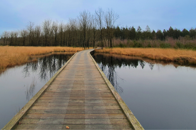 Een plankenpad over het water bij de route Melkweg-Bospad in Hooghalen.