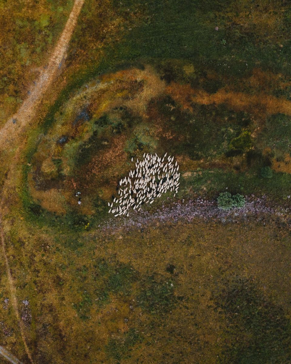 Schaapskudde Drenthe