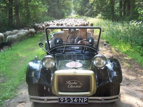 Een groene buggy met schapen erachter.