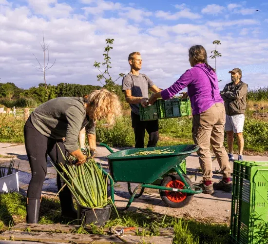 Herenboeren samen aan het werk op het hun eigen Herenboerderij, groente en fruit oogsten
