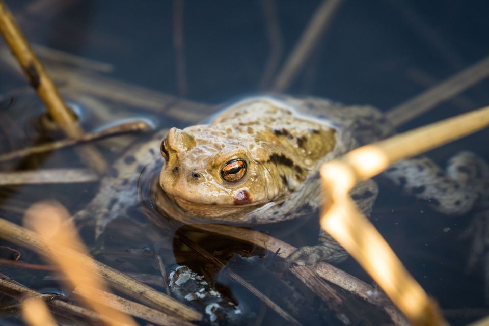Kikker in het water tussen het riet