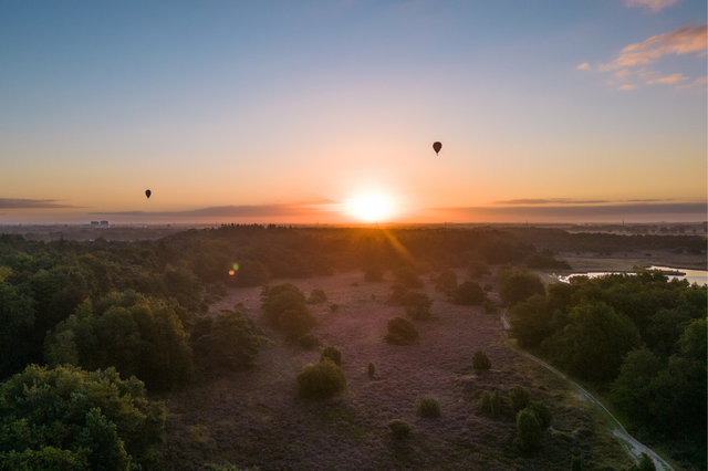 Das Dwingelderveld aus der Vogelperspektive. Die untergehende Sonne taucht ein großes lilafarbenes Heidefeld in warmes Licht. Am Himmel sind zwei Heißluftballons zu sehen.